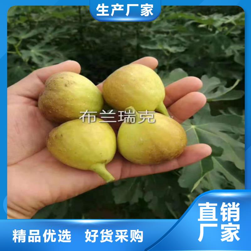 无花果甜茶苗品质服务专注细节使用放心
