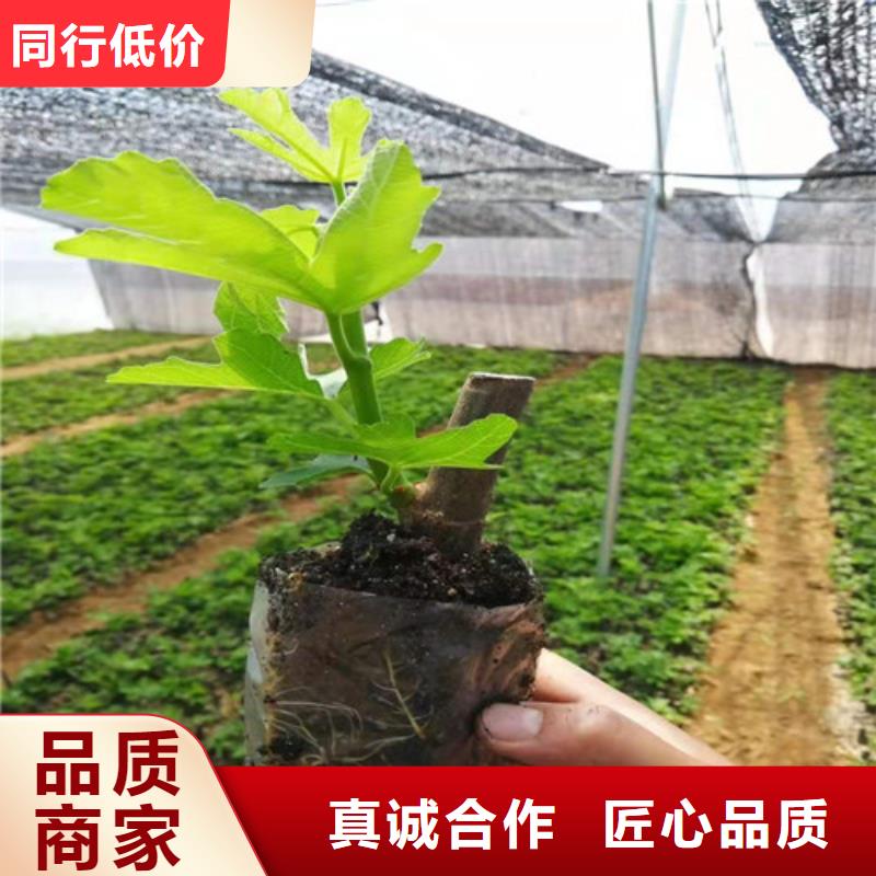 无花果【蓝莓苗】厂家直销规格多样厂家技术完善