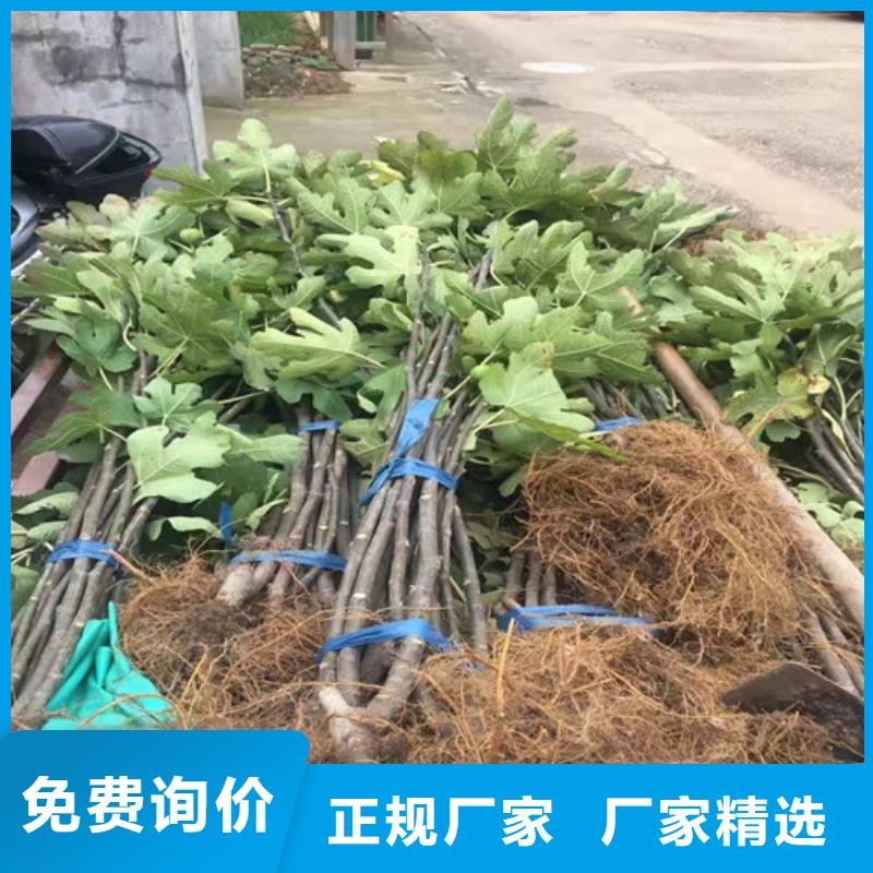 【无花果】桃树苗厂家定制现货快速采购