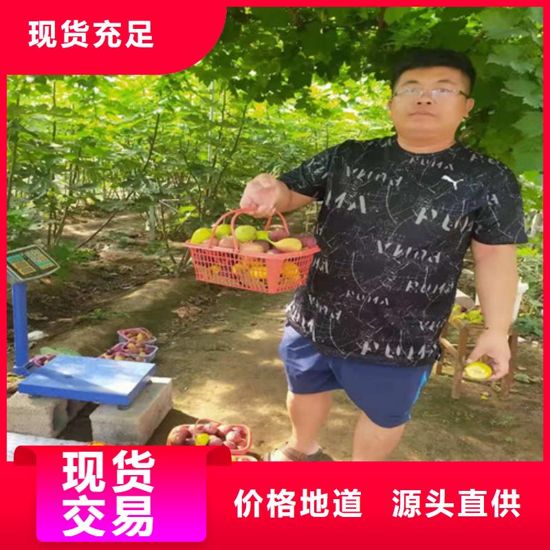 无花果烟福8苹果苗订购专注细节使用放心