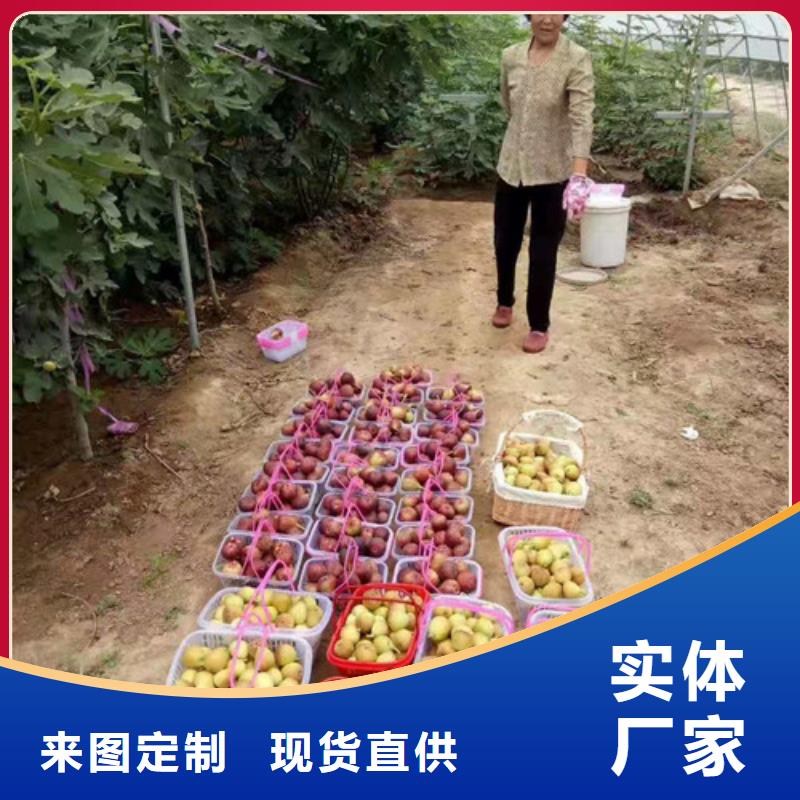 无花果-【海棠盆景苗】厂家实力雄厚实力雄厚品质保障