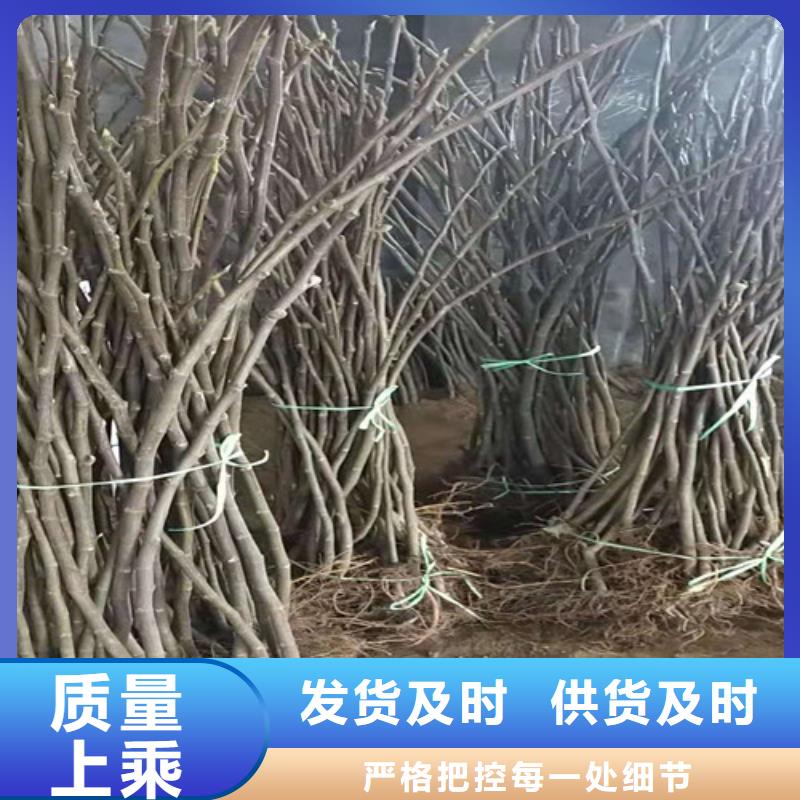 【无花果】-车厘子苗严选材质拒绝差价