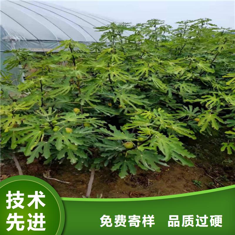 无花果猕猴桃苗省心又省钱本地生产商