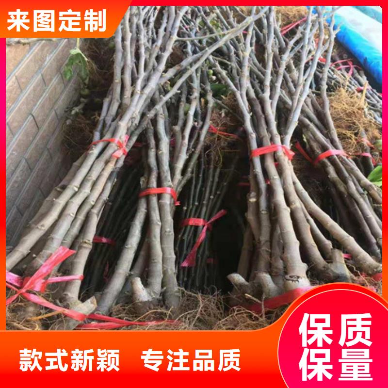 无花果苹果苗源头厂商通过检测