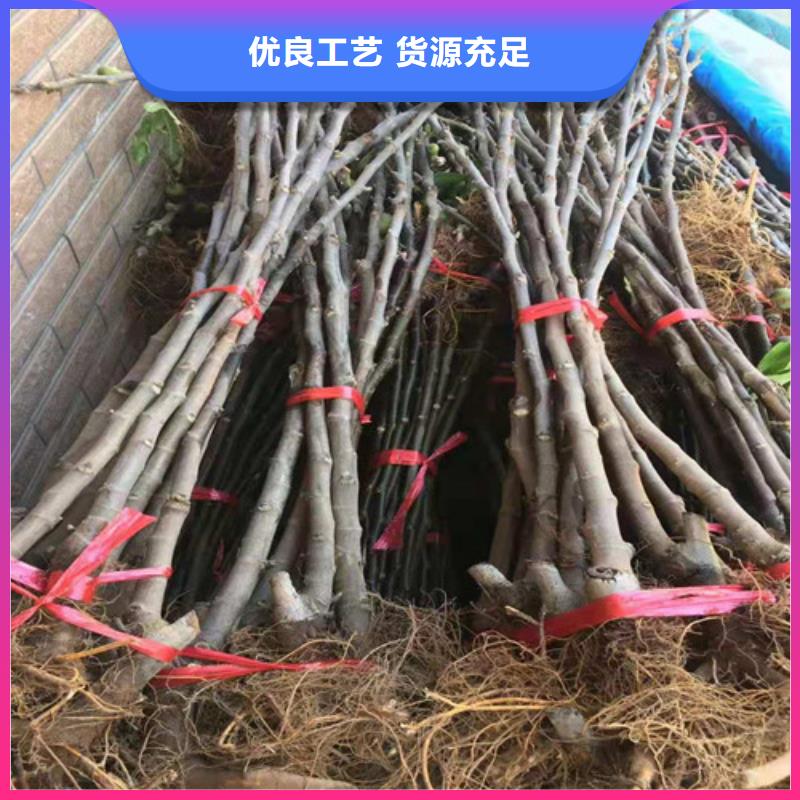 无花果黄金蜜桃苗全品类现货实力优品