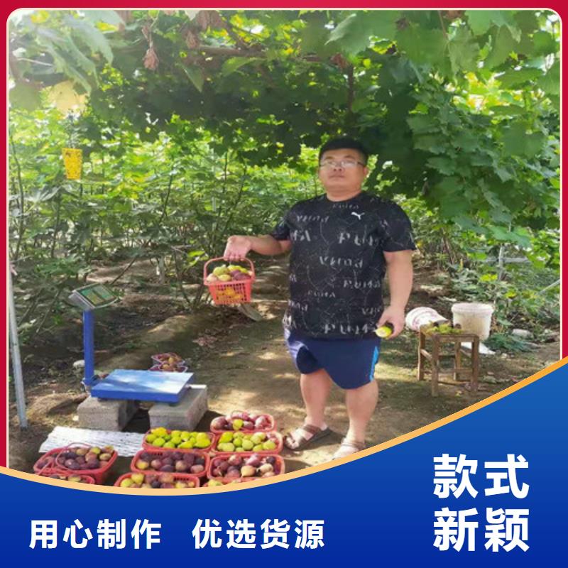 【无花果】翠冠梨苗来电咨询同城品牌