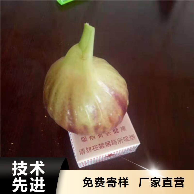 【无花果无花果苗定制不额外收费】本地服务商