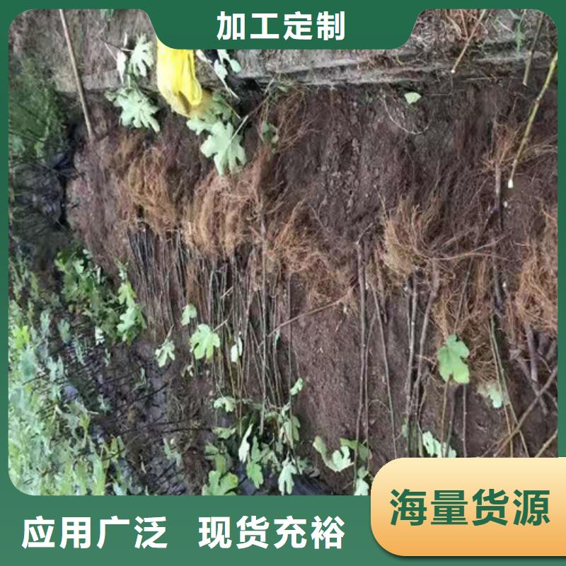 无花果-冬枣苗值得买经验丰富品质可靠