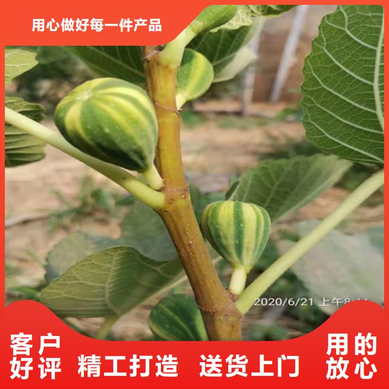 无花果酥脆一号源头厂家来图定制当地厂家值得信赖