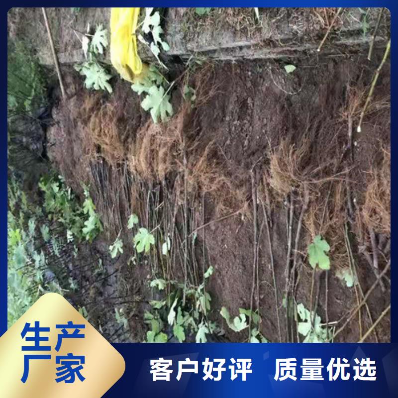无花果_薄壳板栗苗保障产品质量技术先进