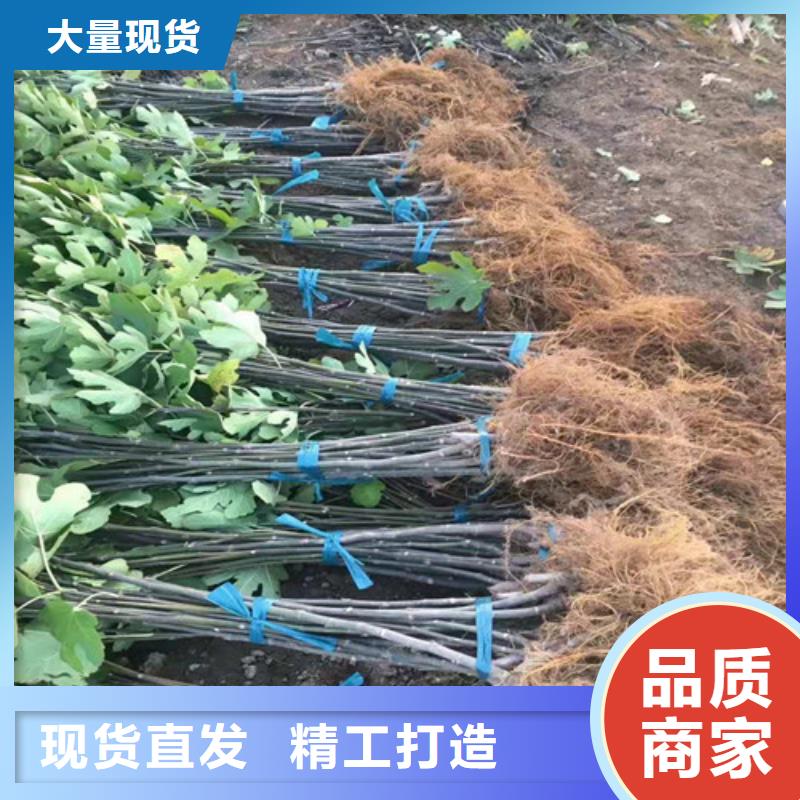 无花果红富士苗长期供应大量现货
