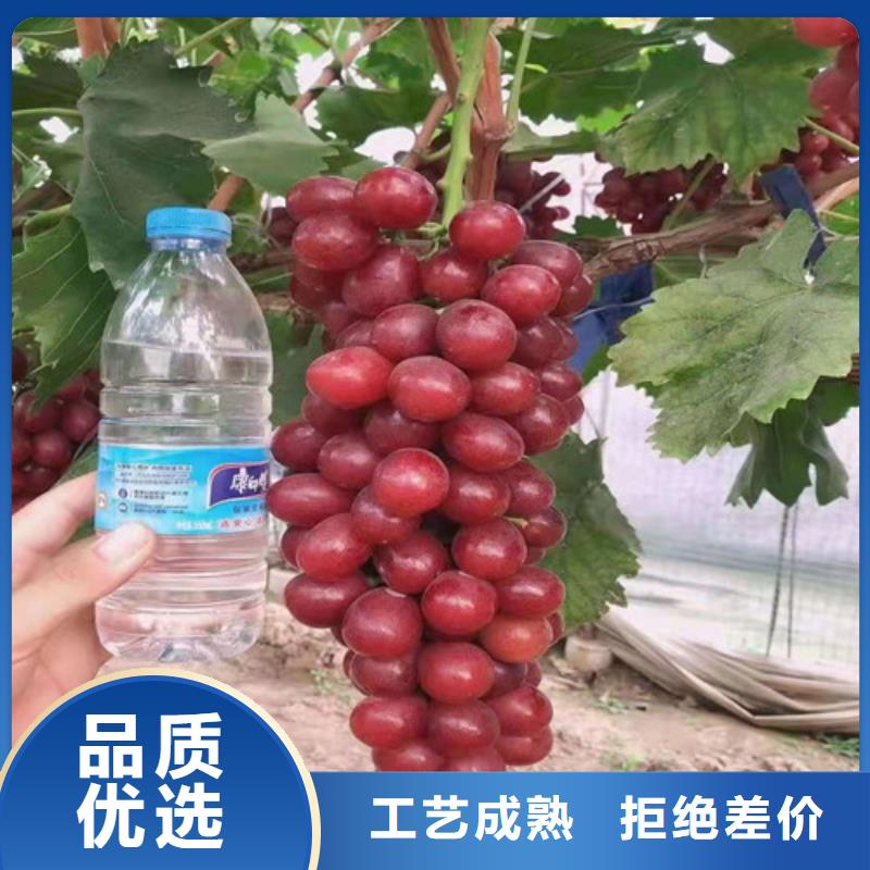 葡萄桃树苗市场行情同城生产厂家