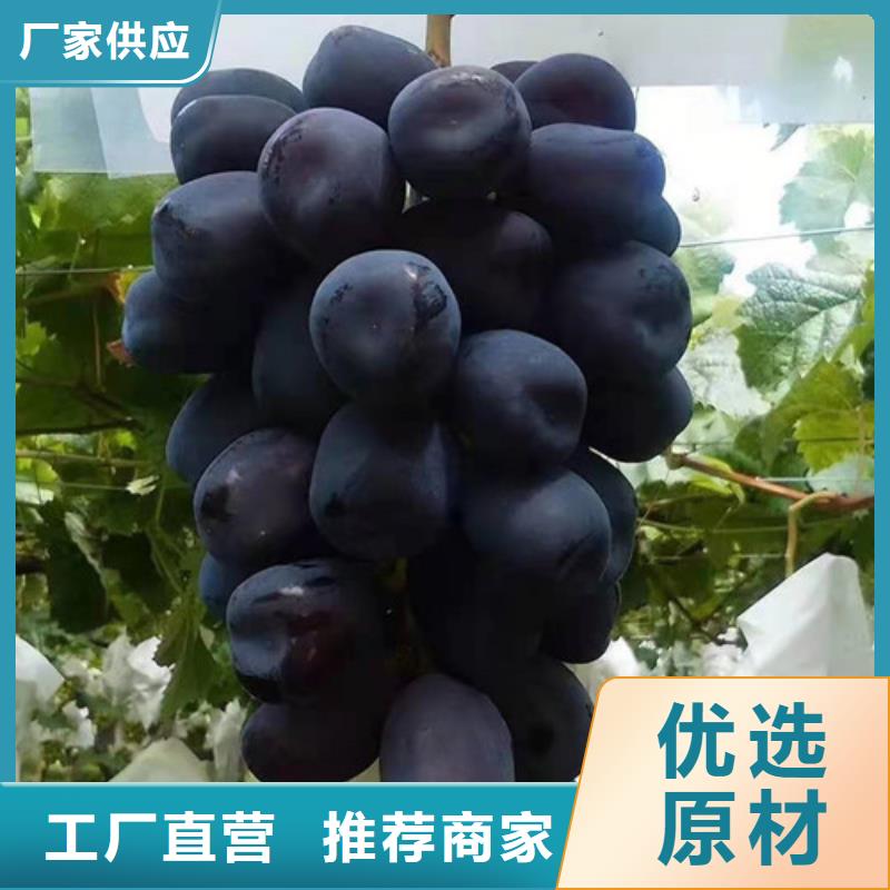 葡萄【冬枣苗】畅销本地当地服务商