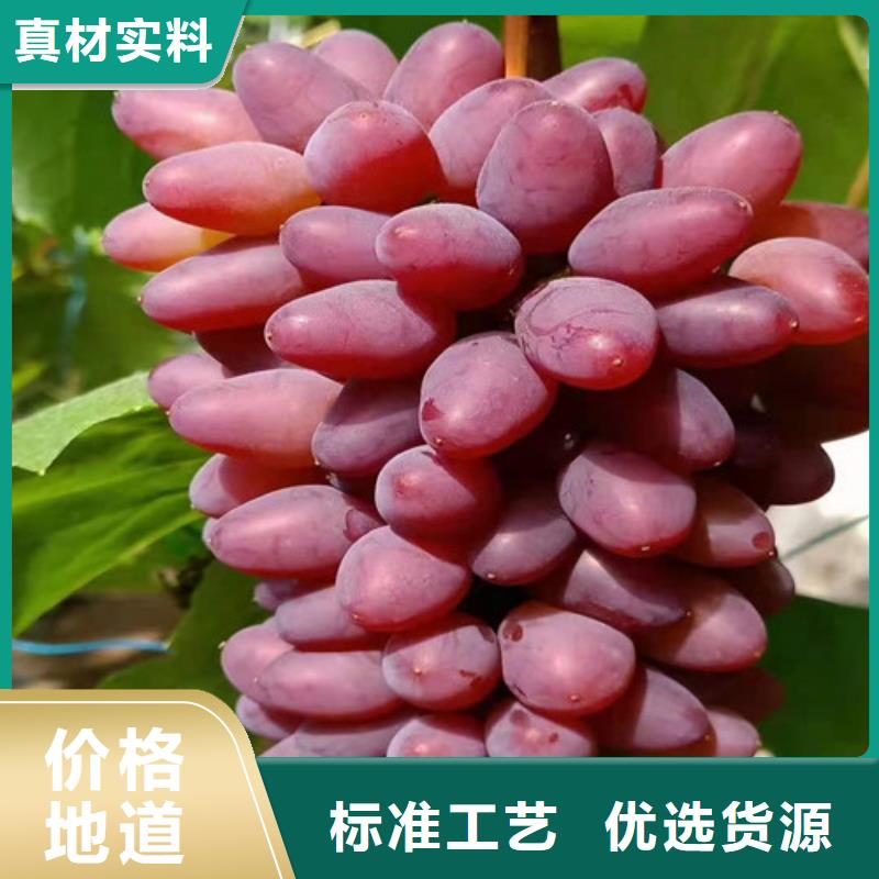 葡萄,桃树苗来图定制本地生产厂家