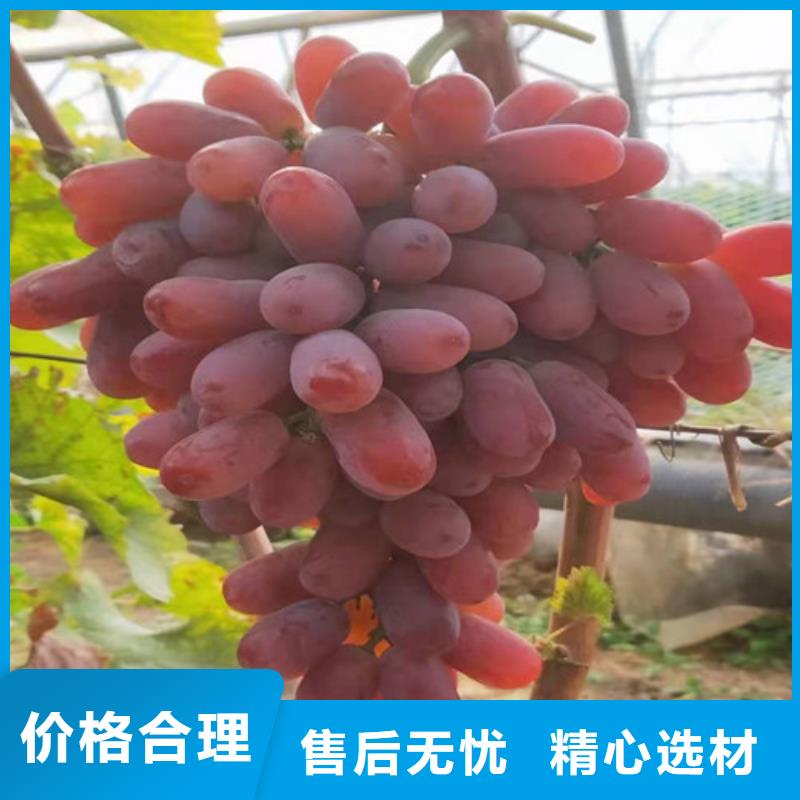 葡萄油蟠7-7全品类现货信誉有保证
