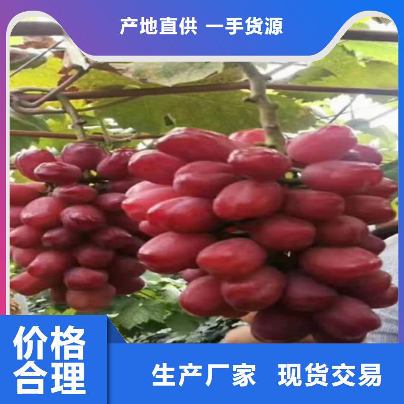 葡萄西瓜苗产品参数客户好评