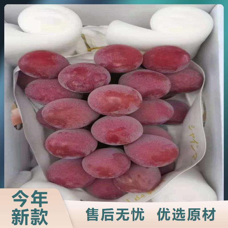 葡萄【苹果苗】一手货源源头厂家用心经营