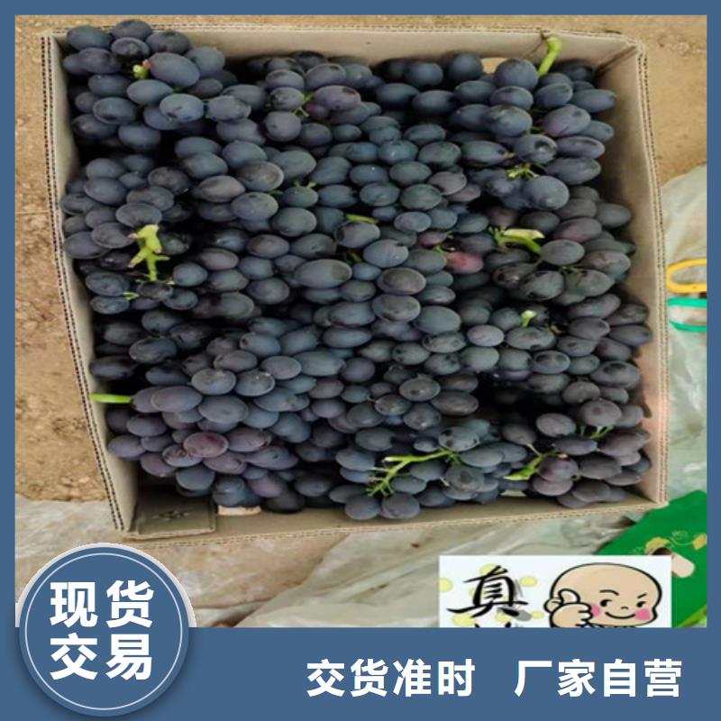 葡萄-大棚草莓苗产品细节行业优选