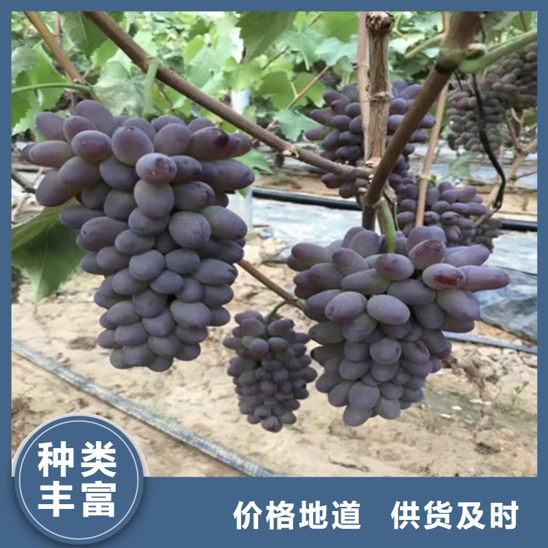 葡萄【桃树苗】安心购优质货源