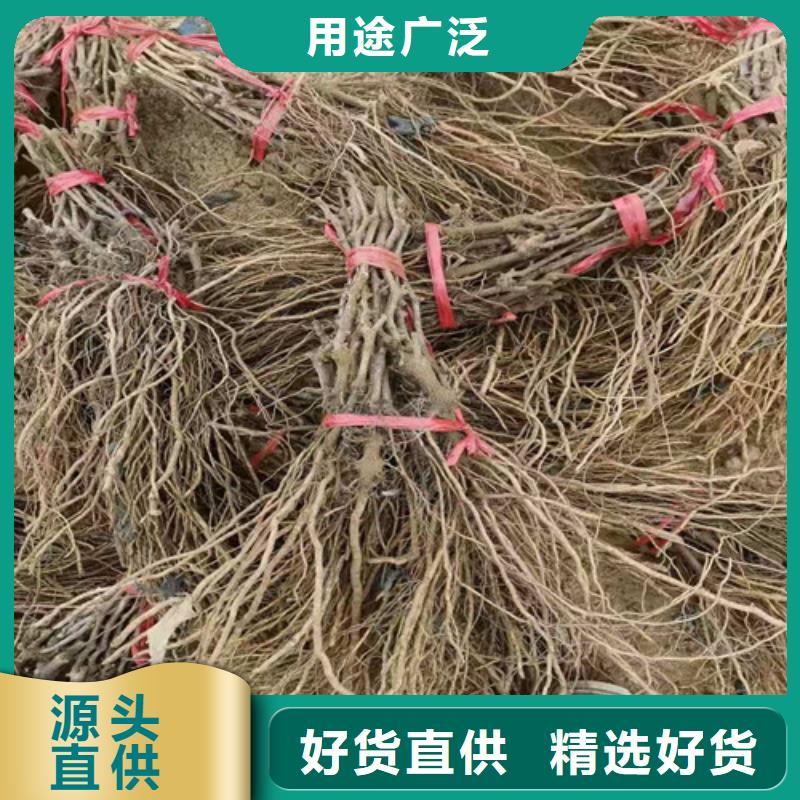 【葡萄-草莓苗货源稳定】颜色尺寸款式定制