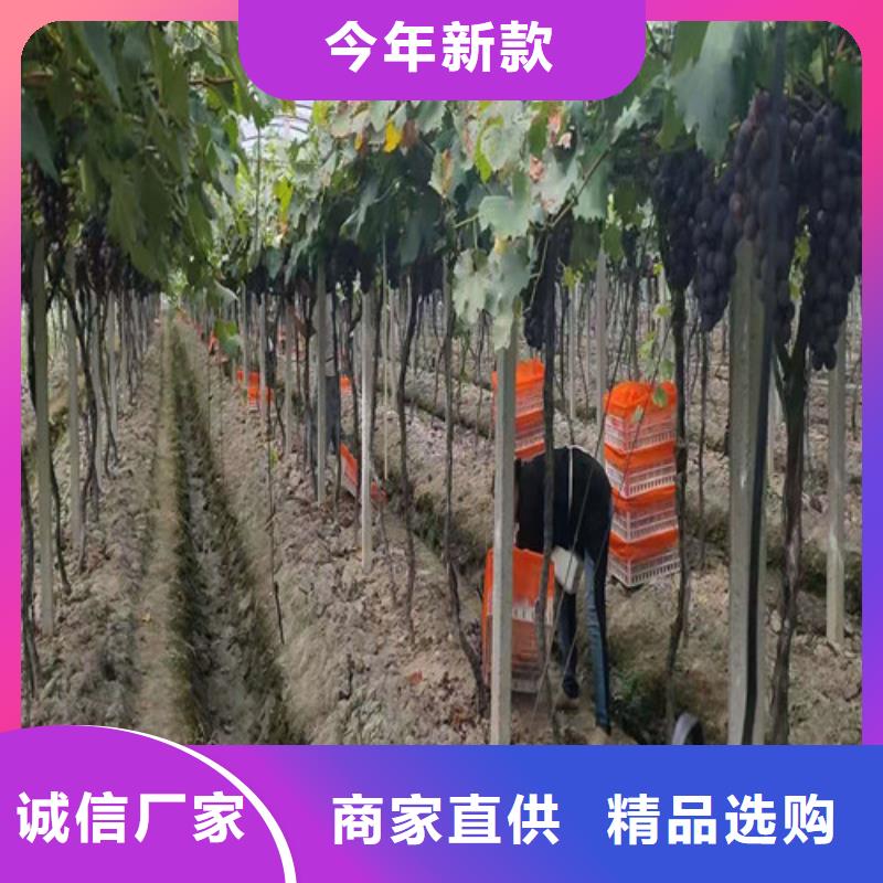 葡萄枣树苗交货准时保障