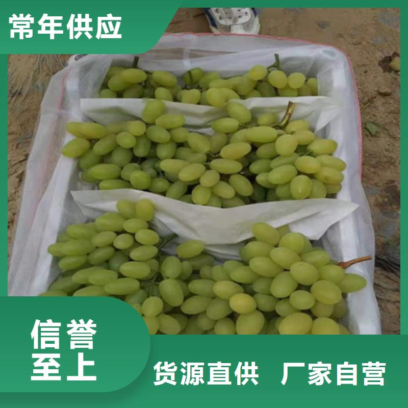 葡萄,樱桃树苗放心选购让利客户