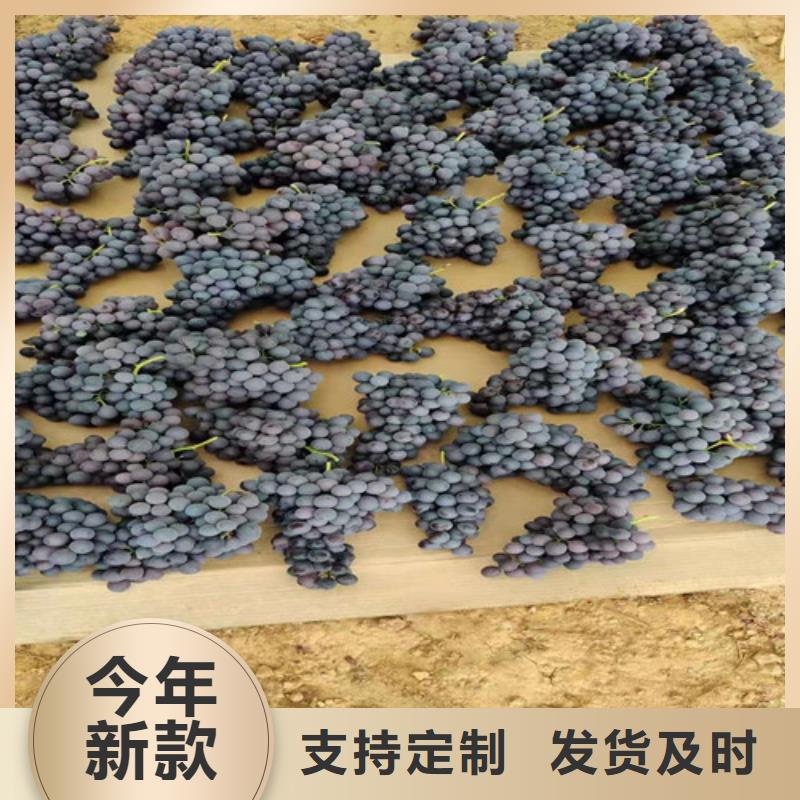 葡萄大棚草莓苗定制销售售后为一体品质卓越