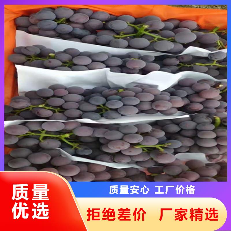 【葡萄】猕猴桃苗厂家供应一站式采购商家