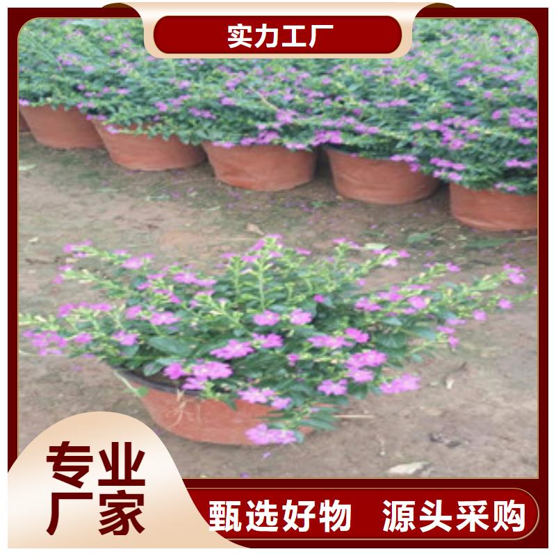 时令草花-耐寒耐旱草花基地选择我们没错通过检测