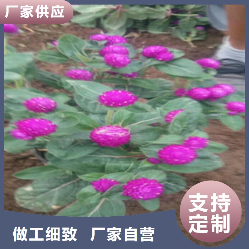 时令草花-耐寒耐旱草花基地实力见证工厂现货供应