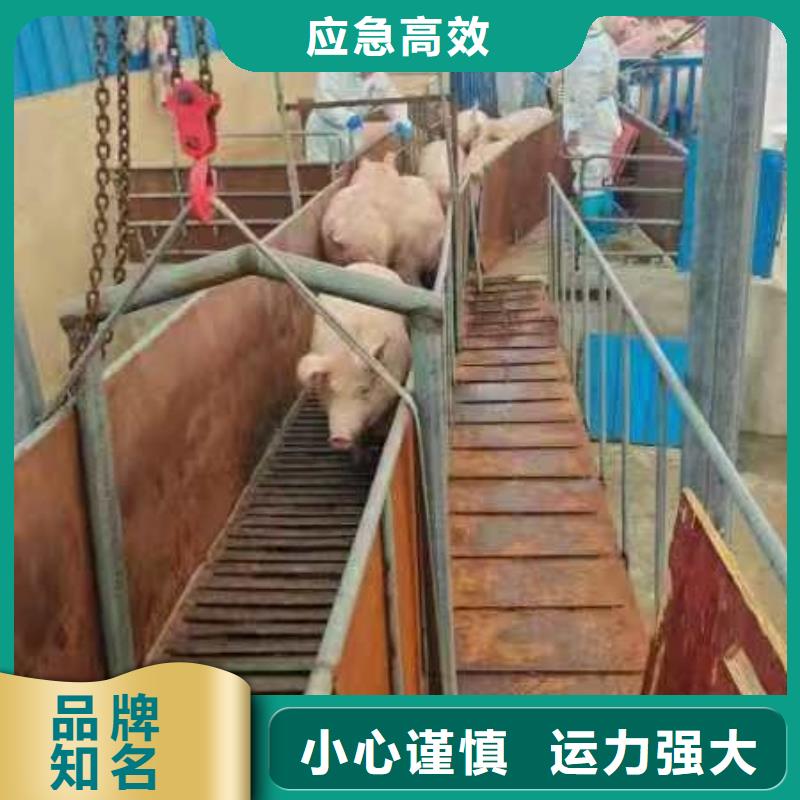 宿迁市到猪只贸易调度精准本地供应商