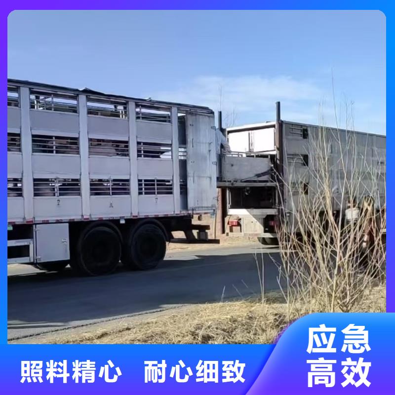 宿迁市泗阳到仔猪空调车运输服务优质口碑好实力强