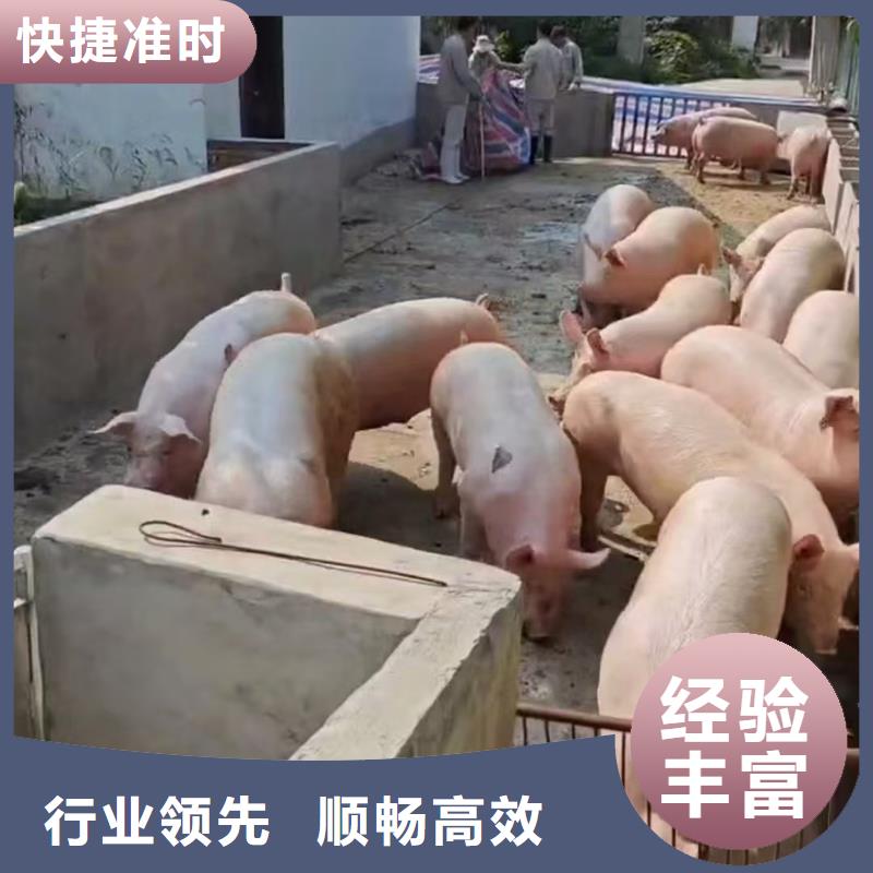 杭州到宿豫猪牛羊运输稳妥可靠