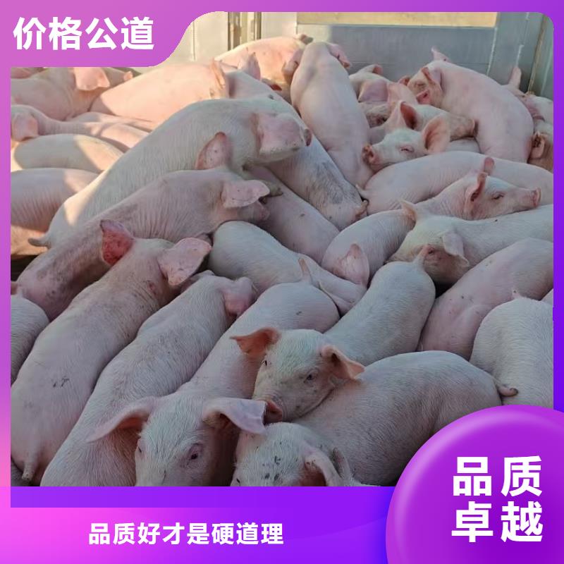 常州到阳江种猪运输恒温车快速响应