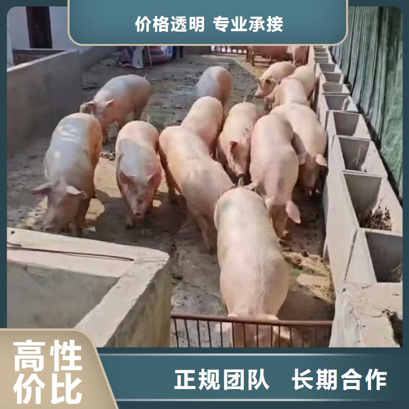 铜山到阳江仔猪运输空调车透明