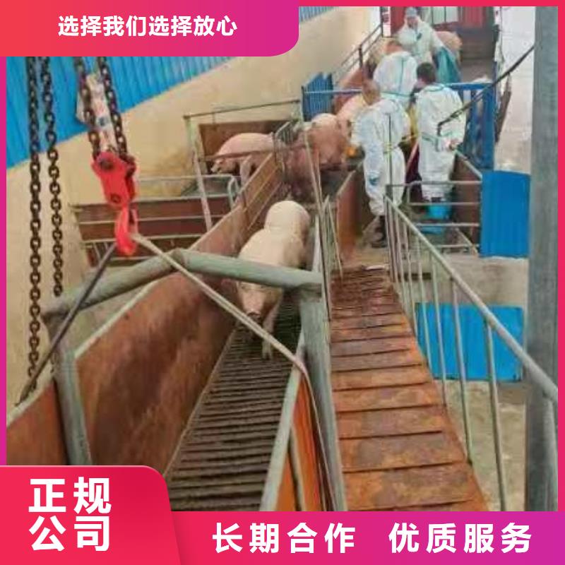 保山恒温车运输明码标价实力公司二育运输
