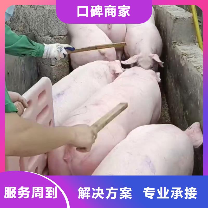 莱芜到衡水高栏车肥猪运输贴心服务