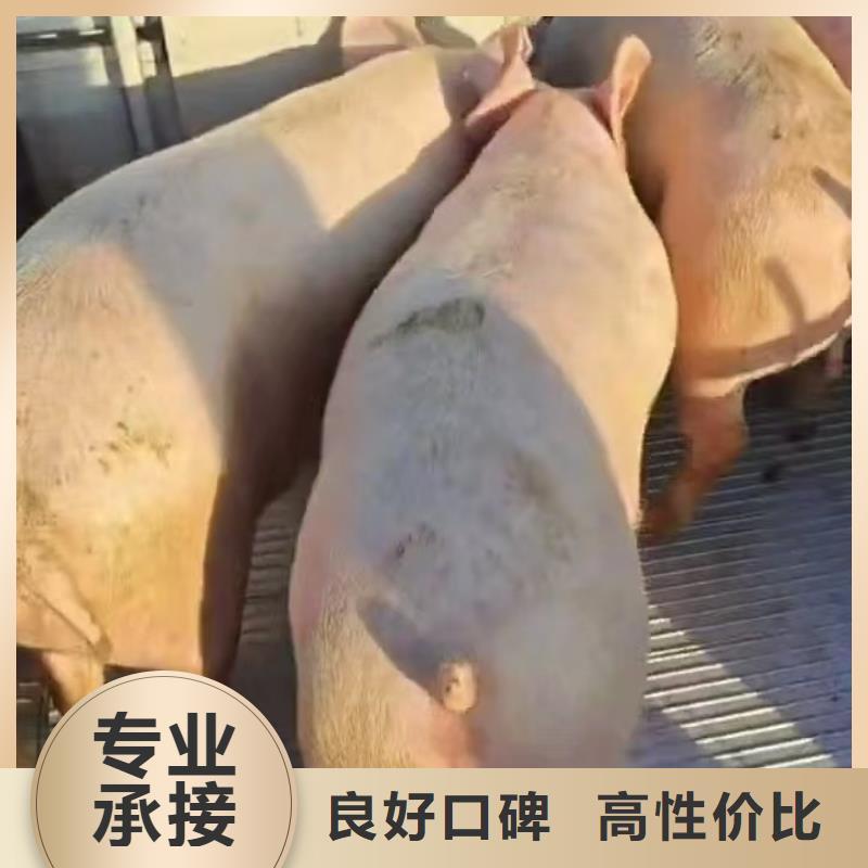 浙江至聊城活禽物流保障有力