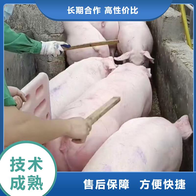 台州到文山市西畴县空调车牛运输质量保证