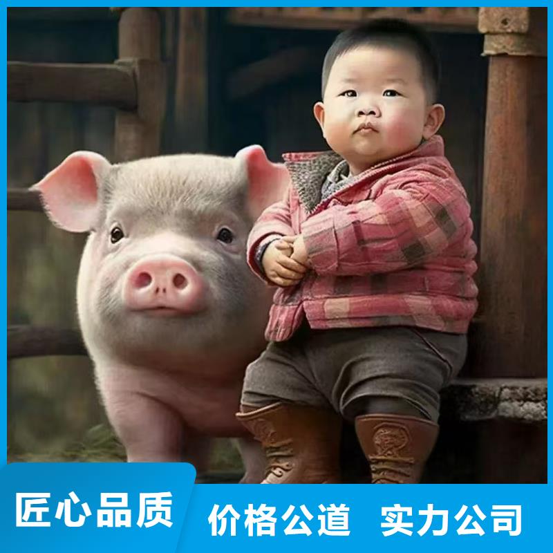 济宁到海南生猪运输恒温车服务热情