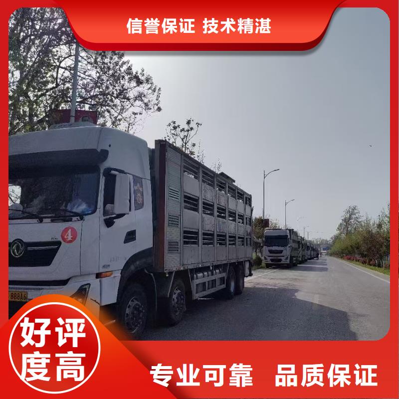 青岛到平顶山种猪运输空调车解决方案