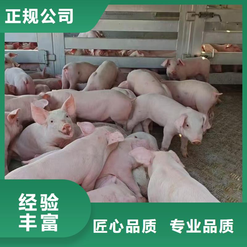 驻马店到菏泽肥猪运输恒温车资质齐全