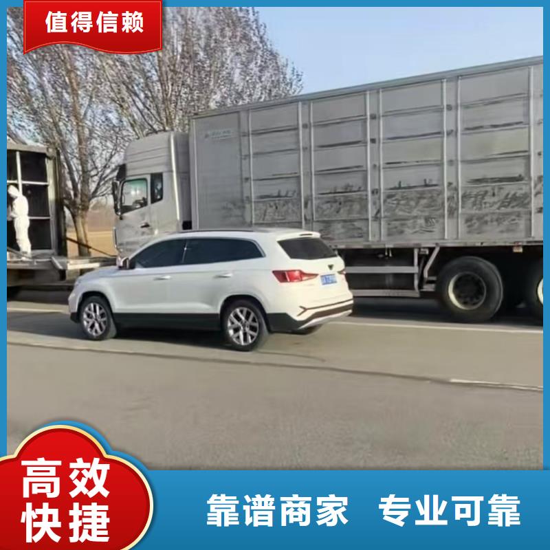 洛阳到邵阳猪运输有条不紊