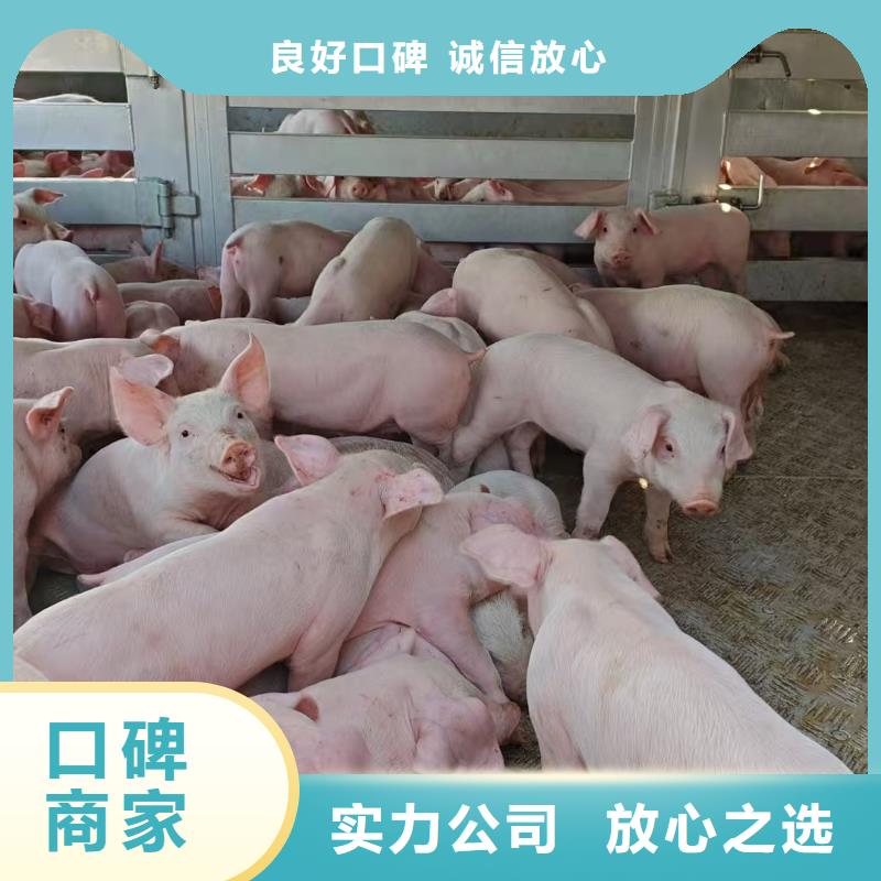 苏州到南充活禽运输品质卓越