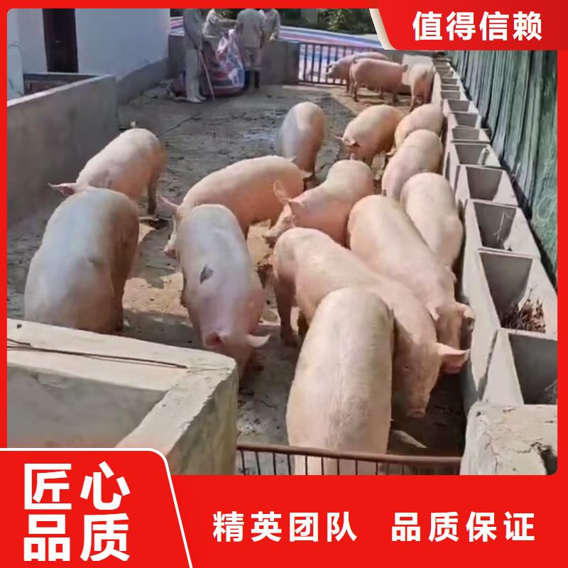 宿迁泗阳到宿州畜禽运输规模宏大