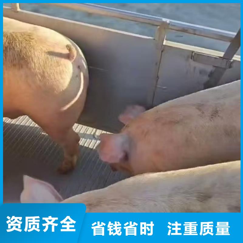 宿迁沭阳到德州猪笼车物流天天发车