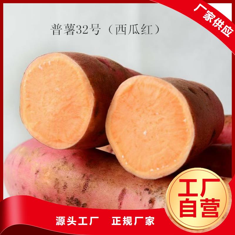 ​【紫薯苗】羽衣甘蓝粉大厂生产品质厂家货源稳定