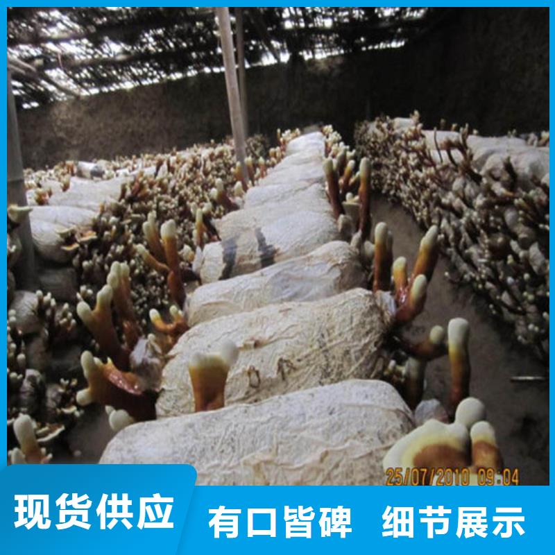 【灵芝孢子粉-灵芝破壁孢子粉一站式采购方便省心】本地生产商