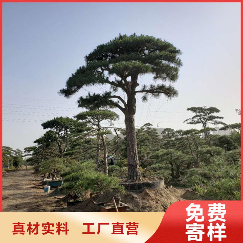 造型松-造型松价格质保一年当地经销商