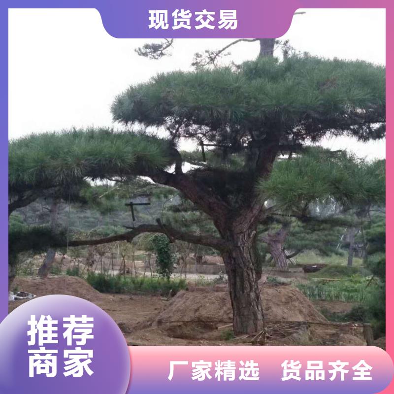 造型松规格型号全优质工艺